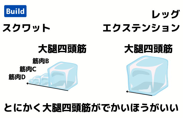 スクワットとレッグエクステンションの違い